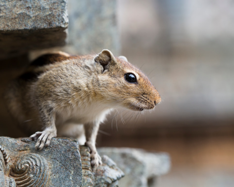 Squirrel | East Brunswick, NJ | A Bug Stop