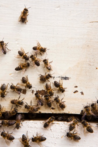 Bees | East Brunswick, NJ | A Bug Stop